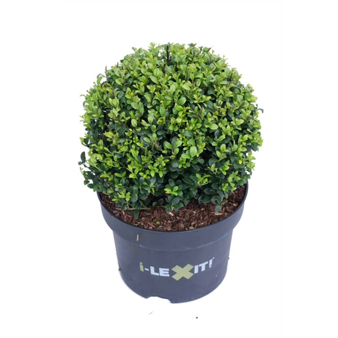 Ilex crenata 'Dark Green'® - 25 CM Ball Cont.